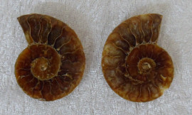 Small Polished Ammonite Crystallized Fossil (Pair) 