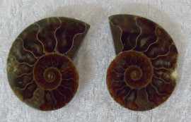 Small Polished Ammonite Crystallized Fossil (Pair) 